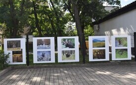 w dali widać fotografie zawieszone na płocie
