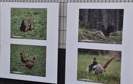 na białym tle kilka fotografii ptak&oacute;w