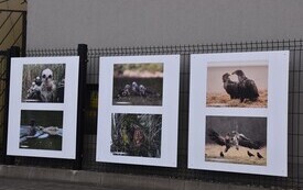 na zdjęciu kilka fotografii zwierząt i ptak&oacute;w