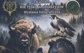 plakat ze zwierzętami