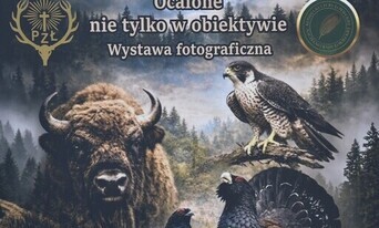 plakat ze zwierzętami leśnymi