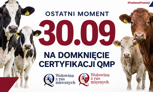 na białym tle krowy